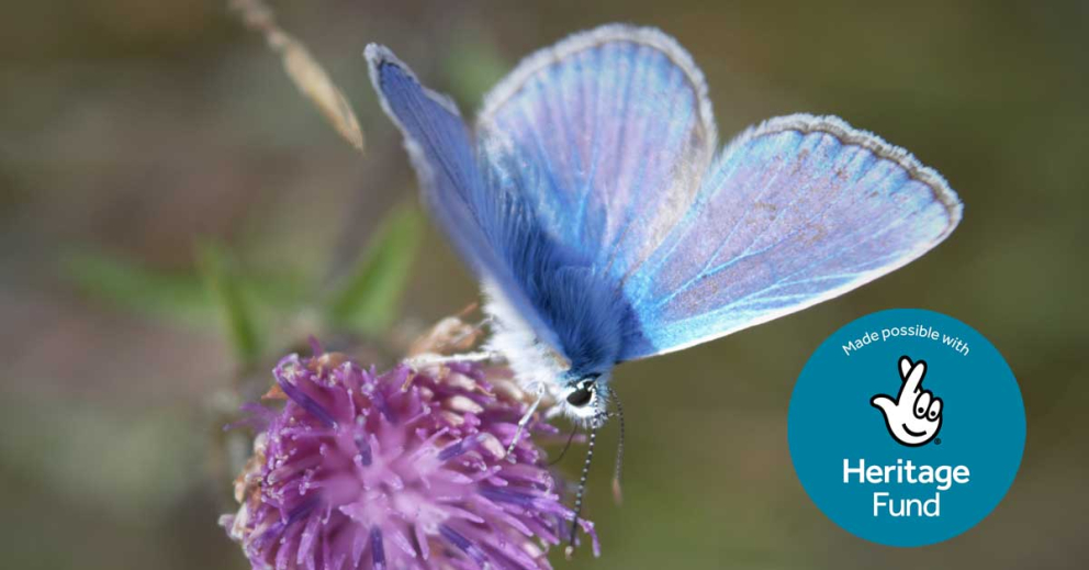 Common Blue butterfly on rewilding land at Sharpham