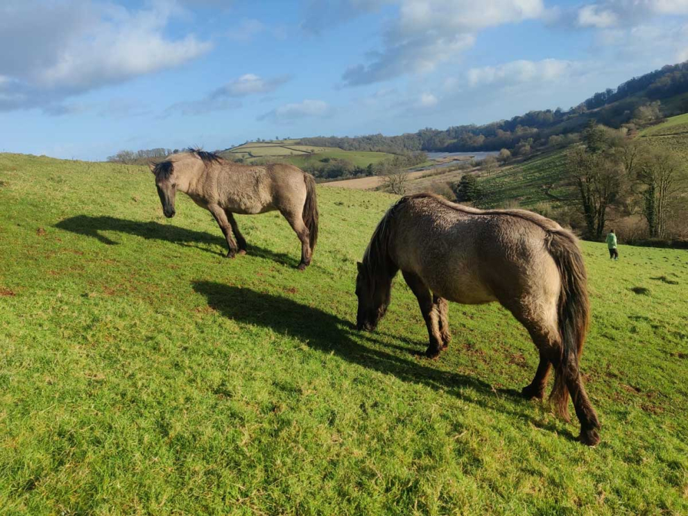 Konik ponies arrive at Lower Sharpham Farm