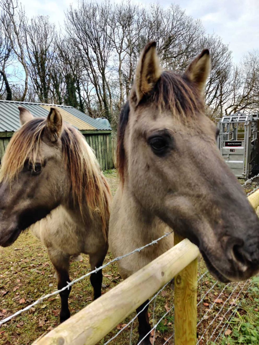 Konik ponies arrive at Lower Sharpham Farm