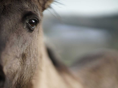 Konik ponies arrive at Lower Sharpham Farm