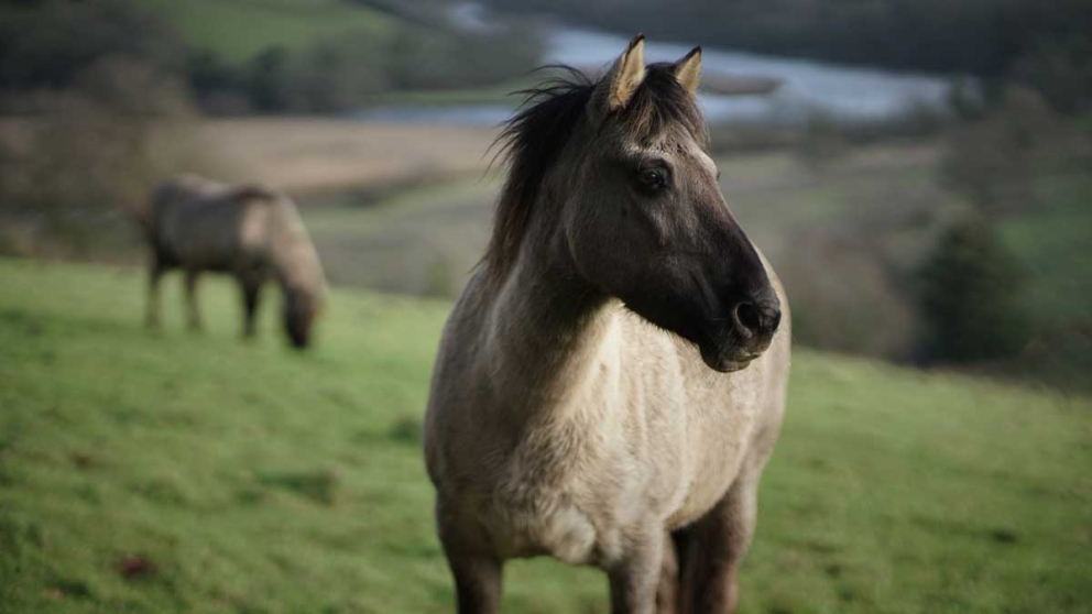Konik ponies arrive at Lower Sharpham Farm