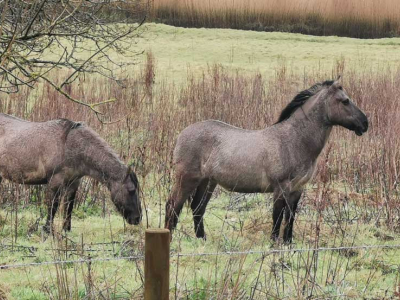 Konik ponies on the rewilding fields on The Sharpham Estate