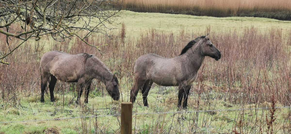 Konik ponies on the rewilding fields on The Sharpham Estate