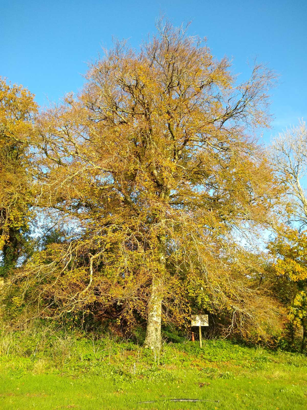Beech tree on South Quay