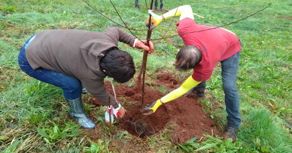 Tree planting at Sharpham