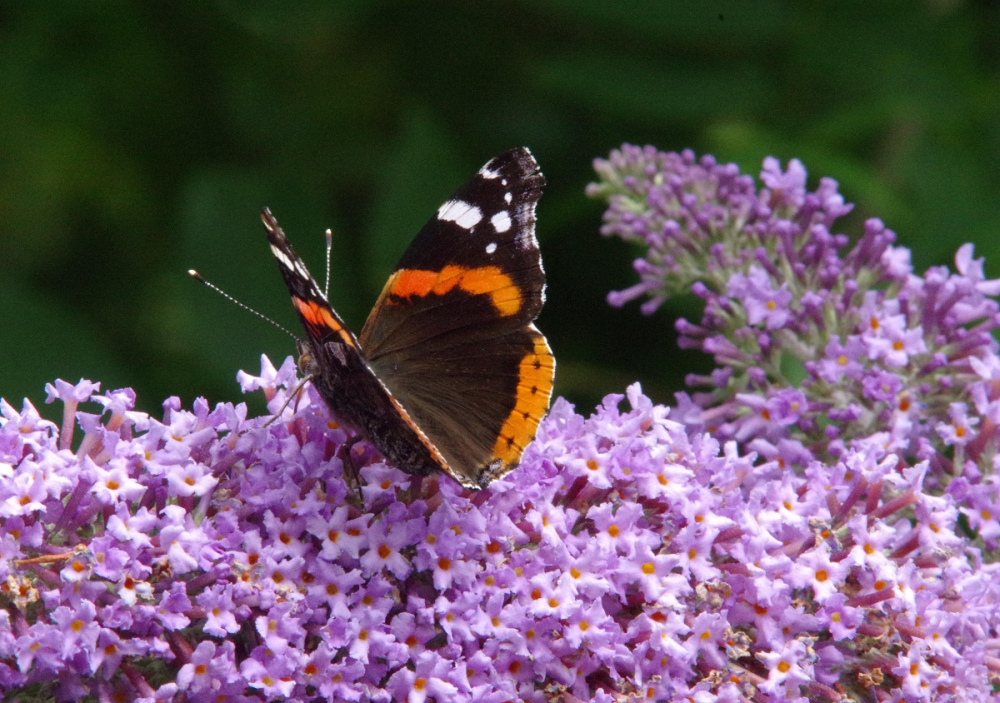 Red Admiral