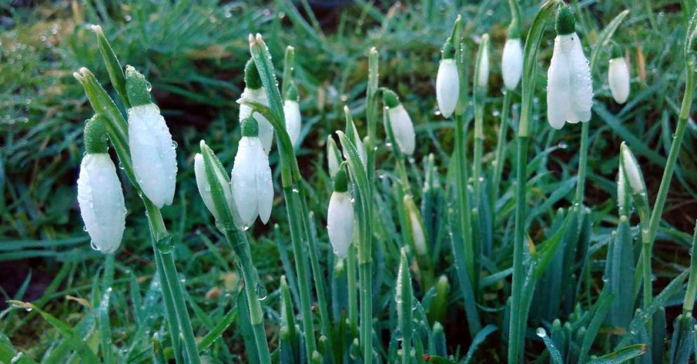 Snowdrops at The Sharpham Trust mindfulness retreat centre