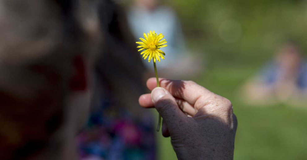 MIN person holds dandelion