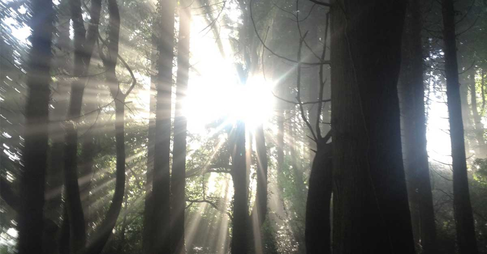 Sunlight through the trees
