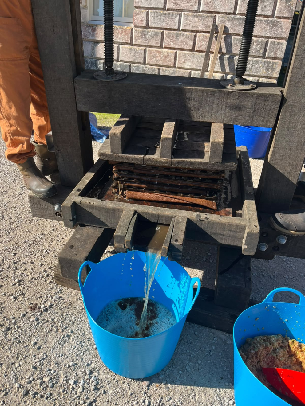 6. Thanks to immense pressure, delicious apple juice flows out from the press, ready to be bottled, frozen or pasteurised