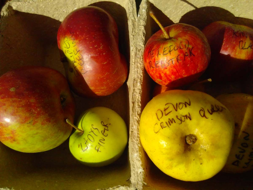 Apple varieties labelled for Apple Day at The Sharpham Trust, 2018