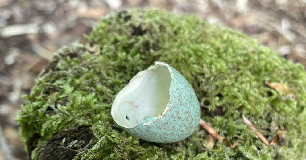 A blackbird's blue egg shell