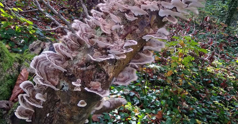Turkey Tail fungi at The Sharpham Trust