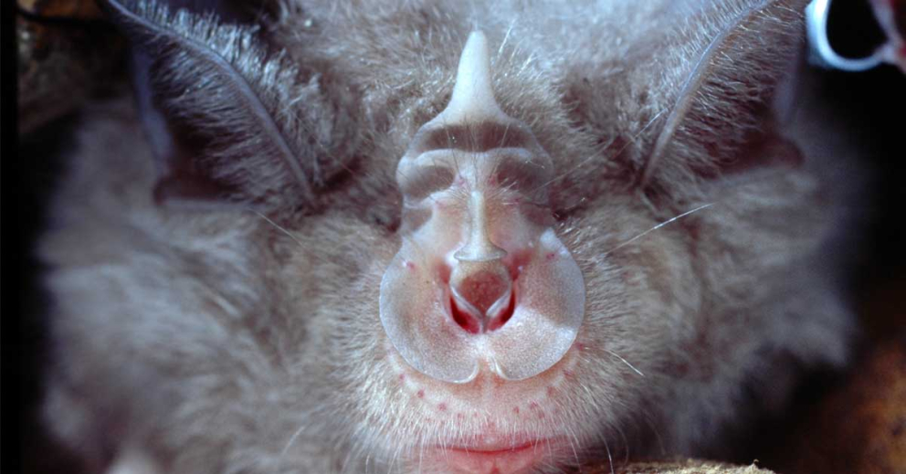 Great horseshoe bats at The Sharpham Trust