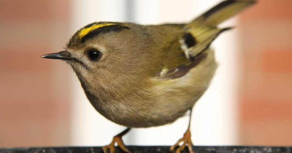 Goldcrest