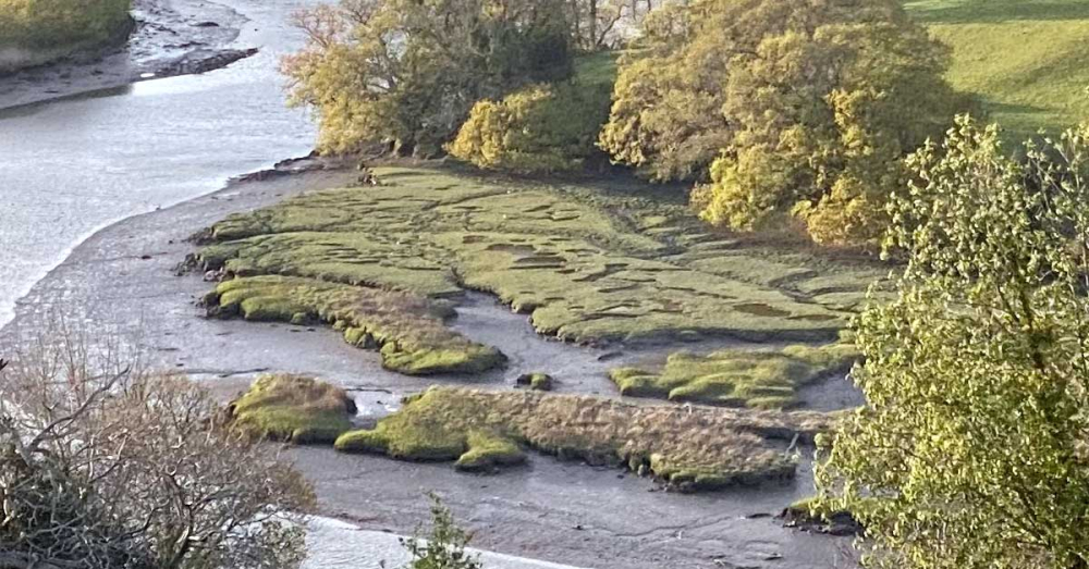 Saltmarsh opposite Sharpham