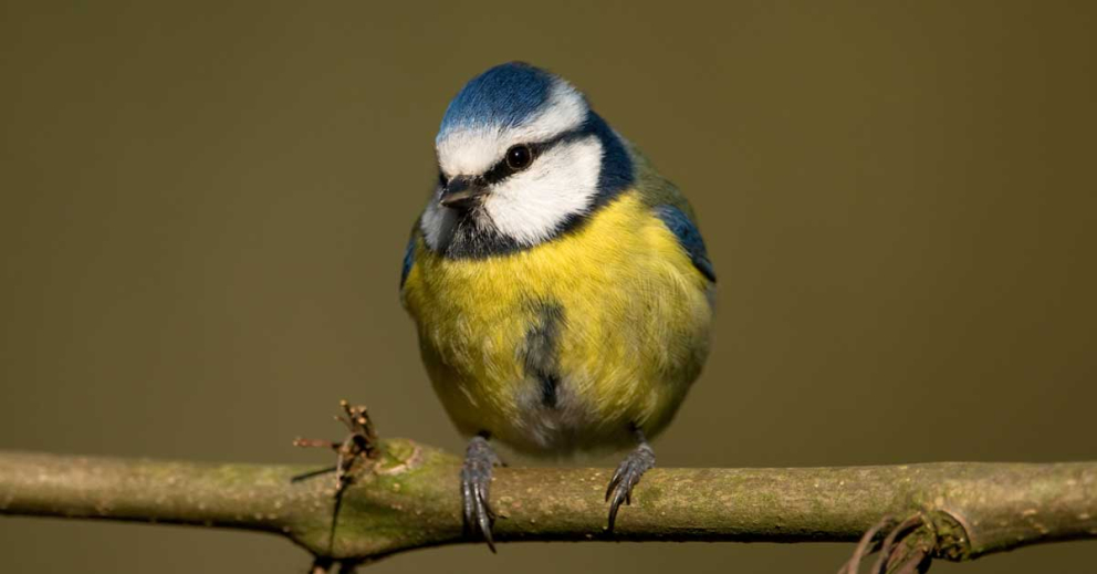 Blue tit