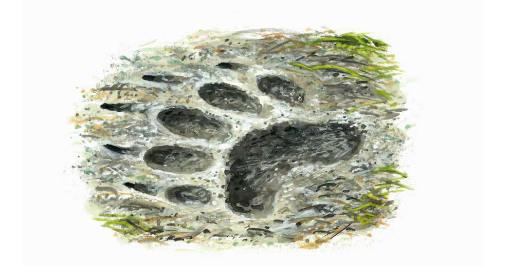 Follow tracks and clues left behind at this Sharpham Trust nature event