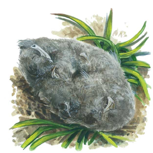 Drawing of a tawny owl pellet - a clue on the Family Nature Detectives nature event at The Sharpham Trust