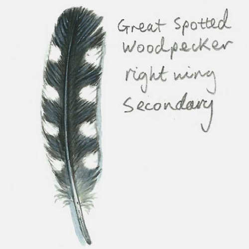 Drawing of a Great Spotted Woodpecker wing feather - a clue on the Family Nature Detectives nature event at The Sharpham Trust