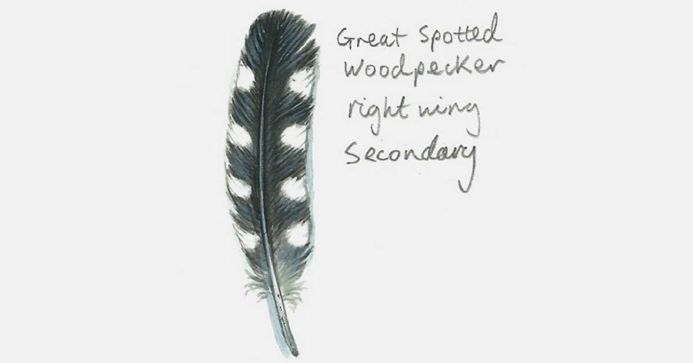 Drawing of a Great Spotted Woodpecker wing feather - a clue on the Family Nature Detectives nature event at The Sharpham Trust