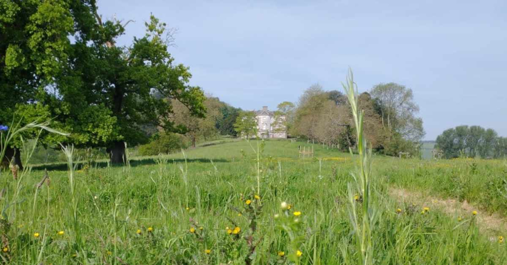 View of Sharpham House from The Mindful Meadow - a wildflower meadow created at The Sharpham Trust