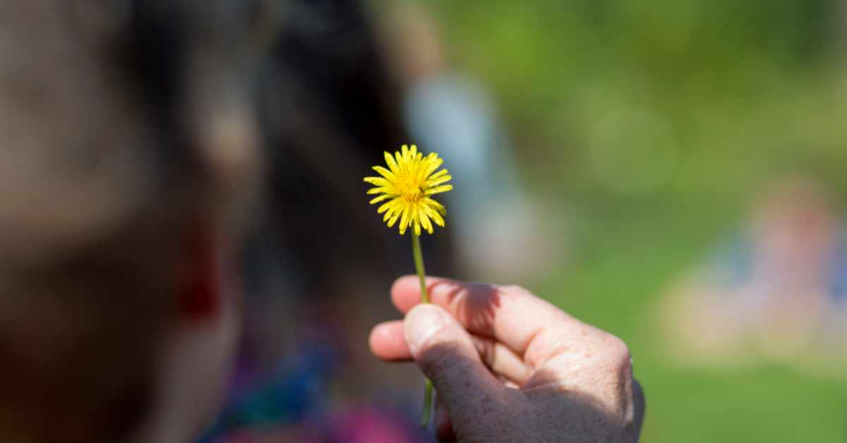 Dandelions are food for us as well as pollinators, as you'll find out on a foraging course at The Sharpham Trust