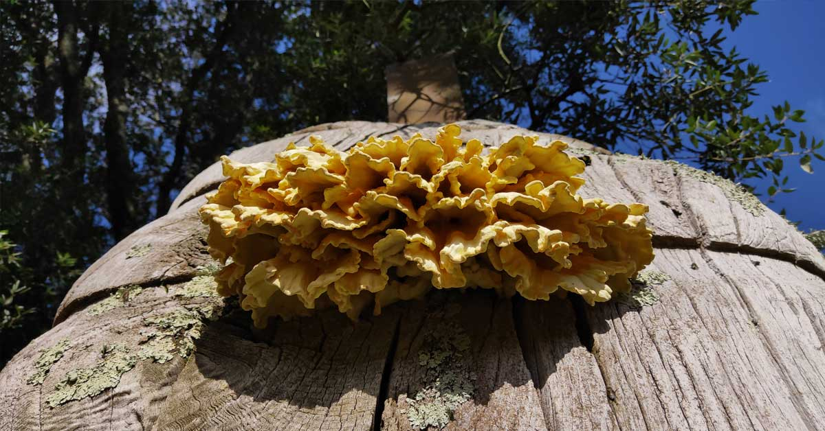 Fungi at The Sharpham Trust - Chicken of the  Woods