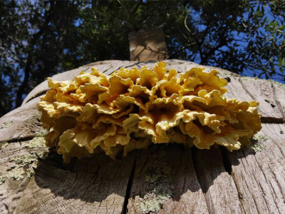 Fungi at The Sharpham Trust - Chicken of the  Woods