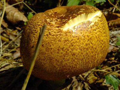 Fungi at The Sharpham Trust