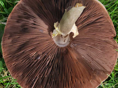 Fungi at The Sharpham Trust
