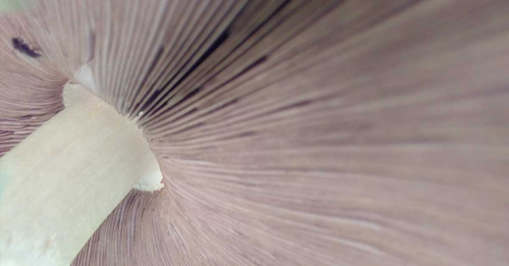 Fungi at The Sharpham Trust