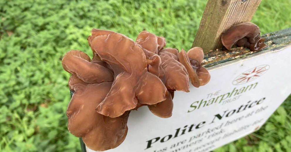 Fungi at The Sharpham Trust - Jelly Ears