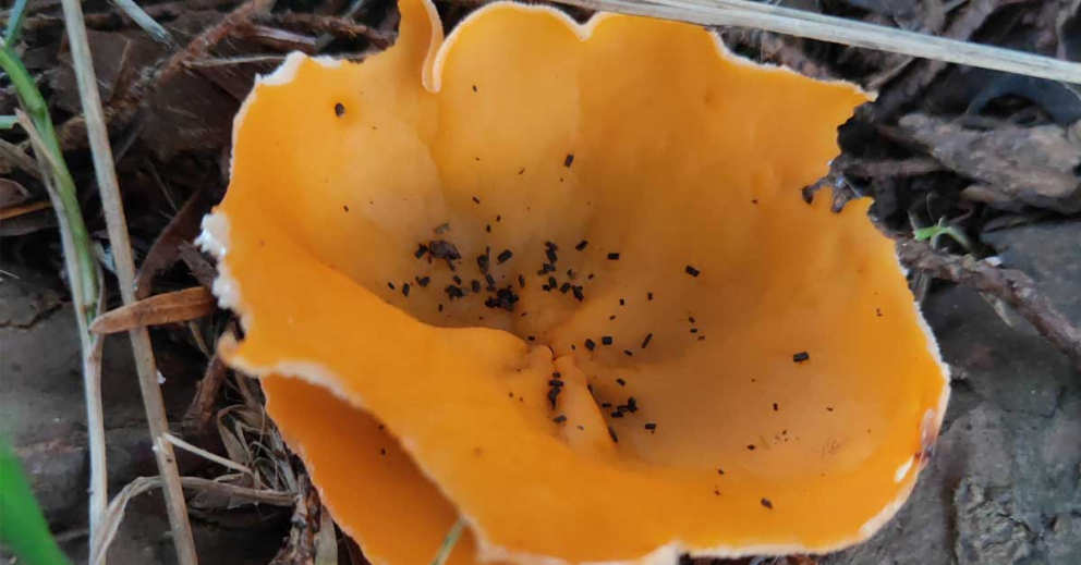Fungi at The Sharpham Trust - orange peel