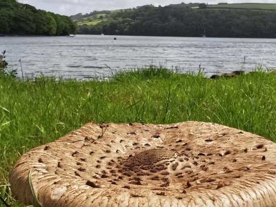 Fungi at The Sharpham Trust