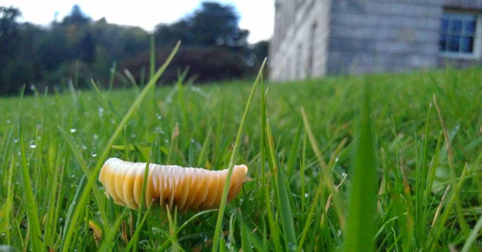 Fungi at The Sharpham Trust - waxcap