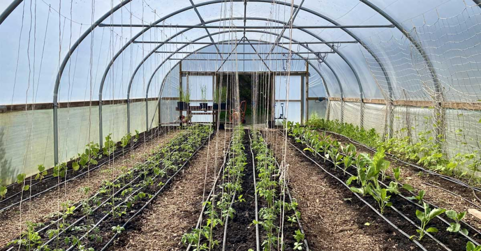 Inside the Walled Garden polytunnel at The Sharpham Trust mindfulness retreat centre