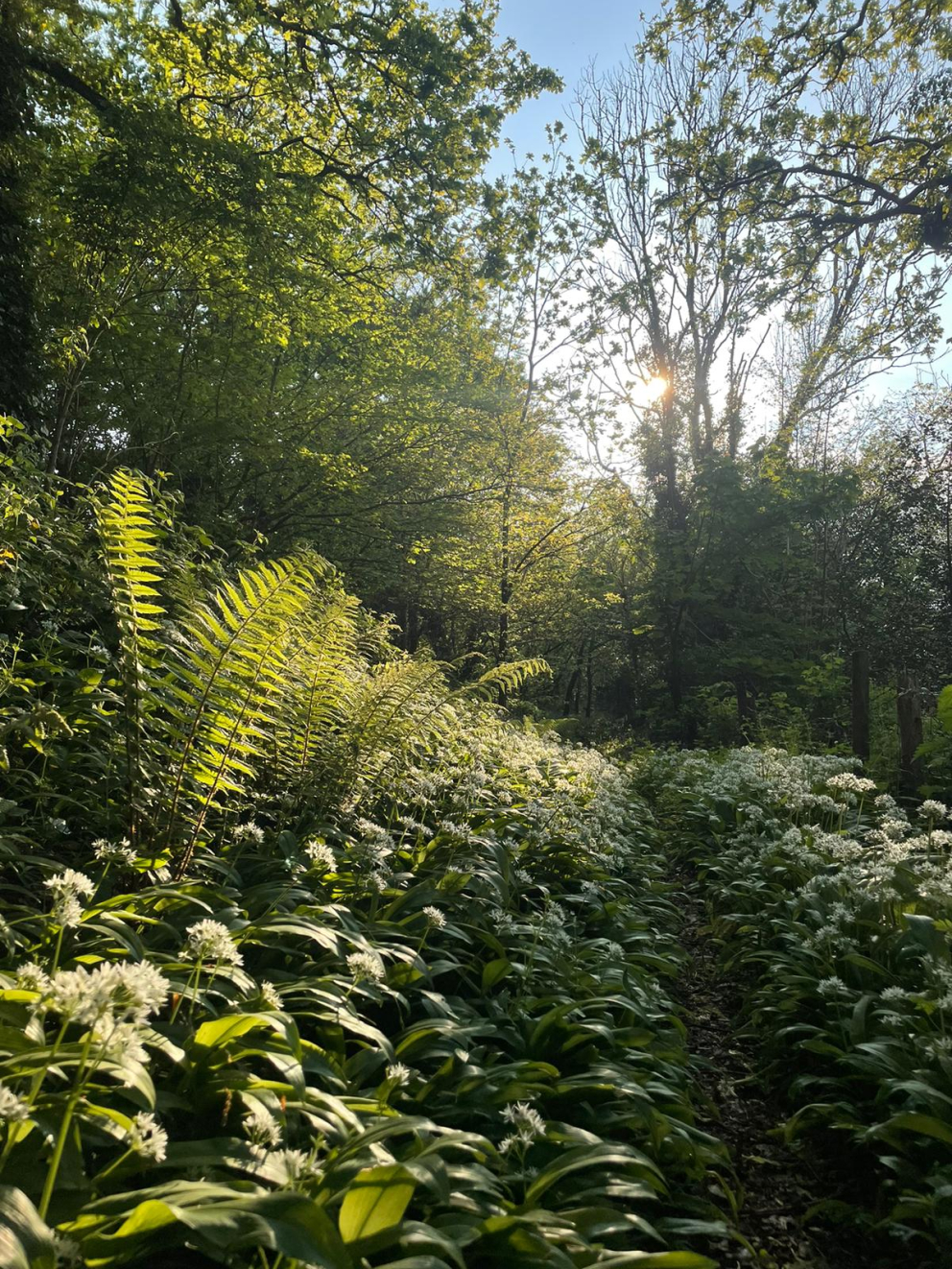 Wild garlic in flower on The Sharpham Estate