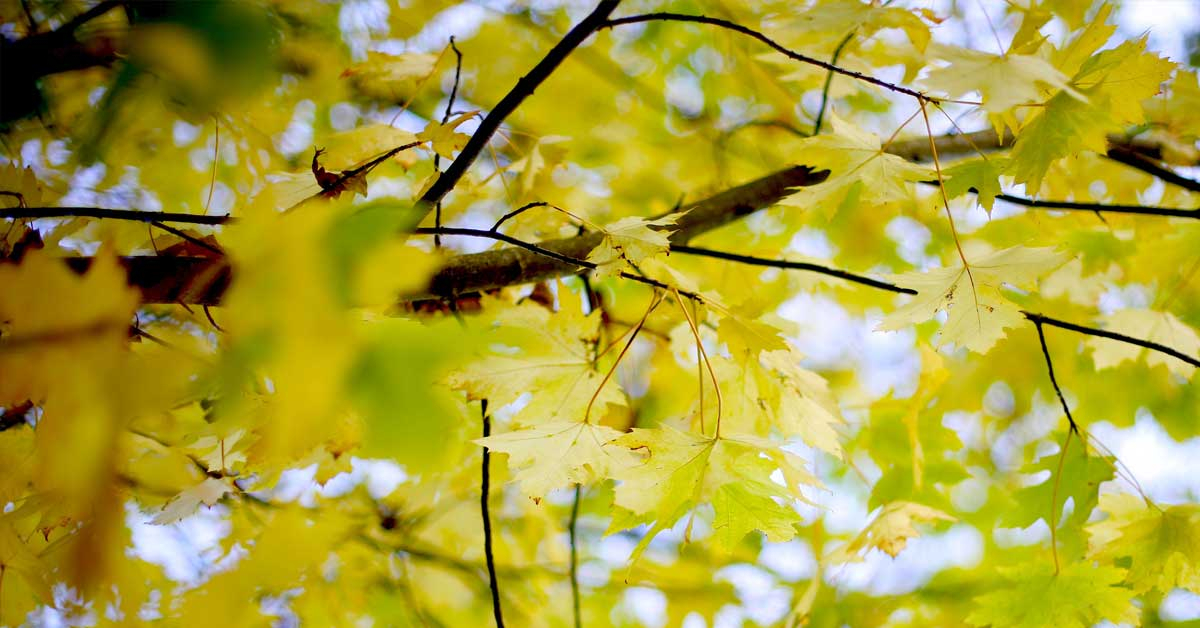 Autumn leaves on a tree-seed collecting day at The Sharpham Trust