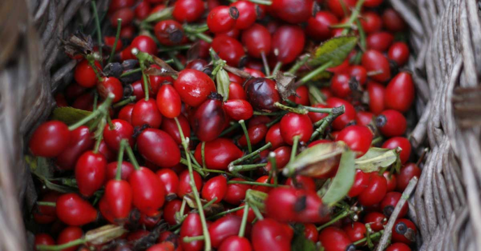 Hawthorn berries on a tree-seed collecting day at The Sharpham Trust