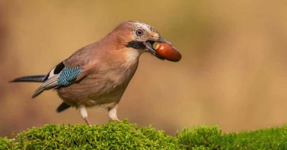 A jay collects acorns - illustrating our seed-collecting day at The Sharpham Trust