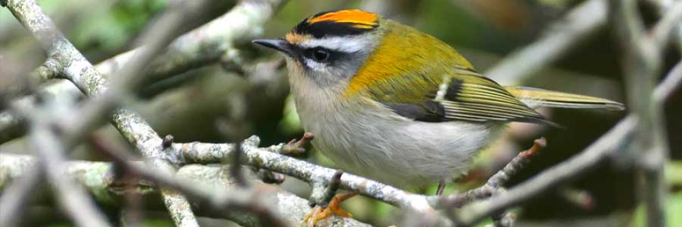 Firecrest