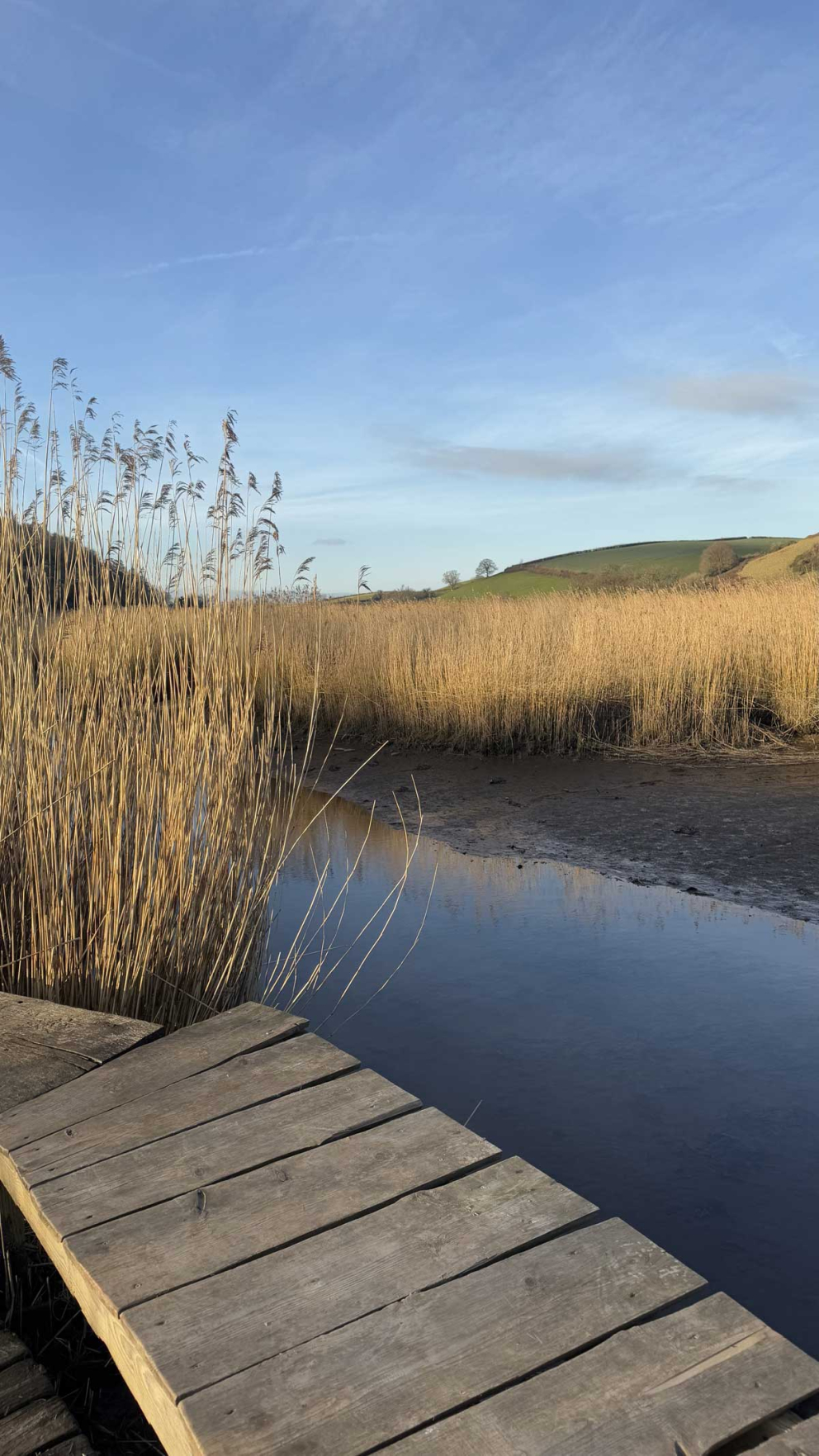 The reed bed and the River Dart at The Sharpham Trust