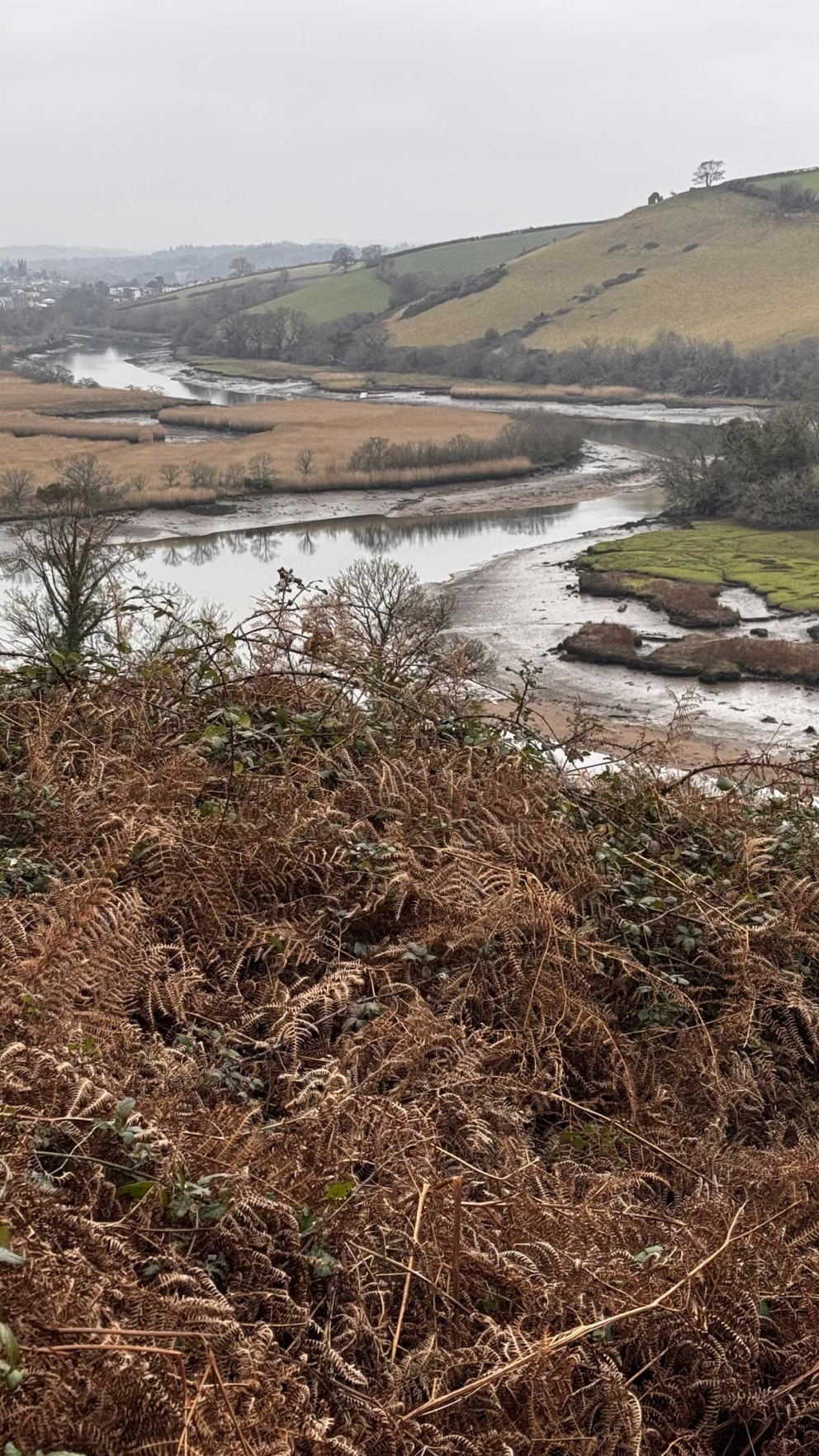 Winter trees, the River Dart & landscape at The Sharpham Trust