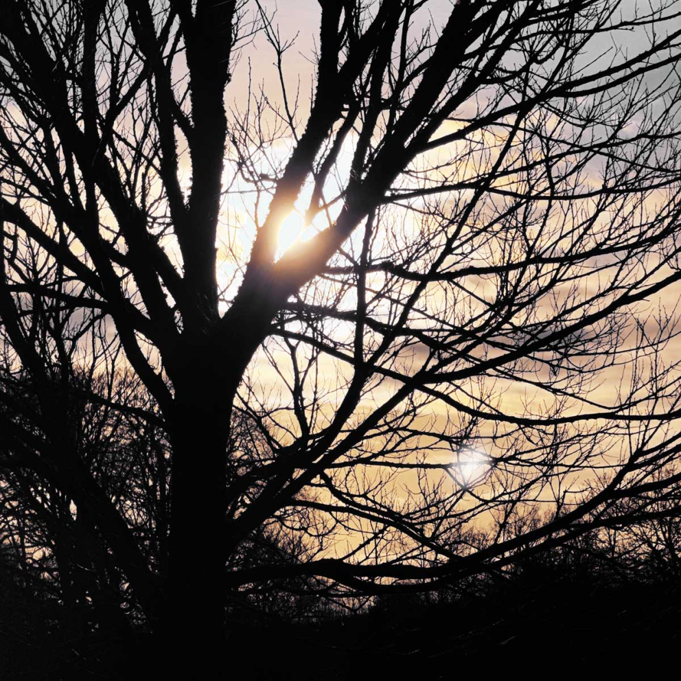 Winter trees & landscape at The Sharpham Trust