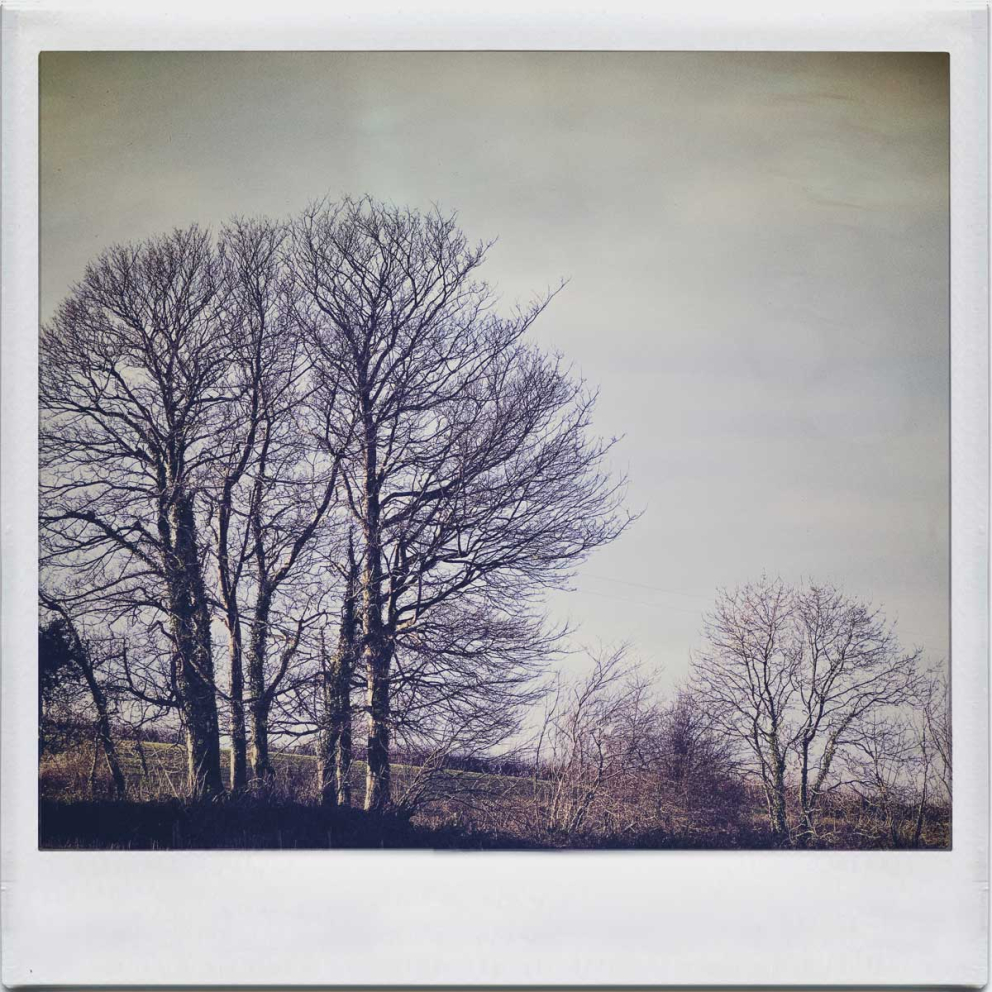 Winter trees & landscape at The Sharpham Trust