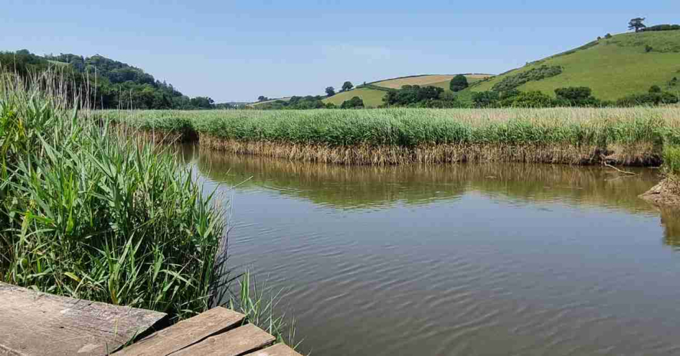 Reedbeds on The River Dart beside the Sharpham Estate