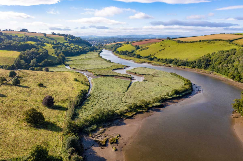 The reedbeds close to our rewilding fields and the River Dart on the Sharpham Estate