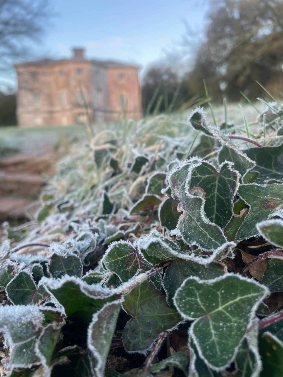 Frosted ivy outside Sharpham House
