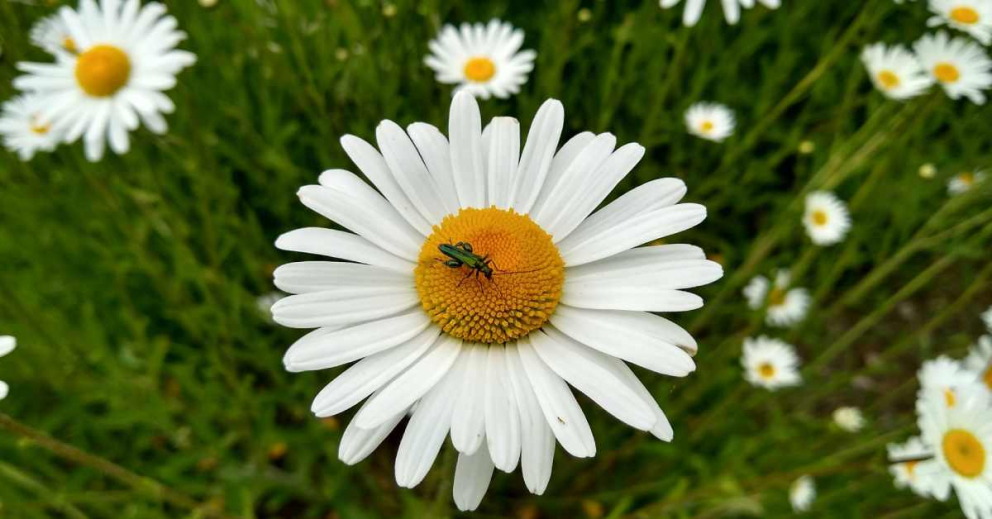 A swollen-thighed beetle in our wildflower meadow in front of Sharpham House